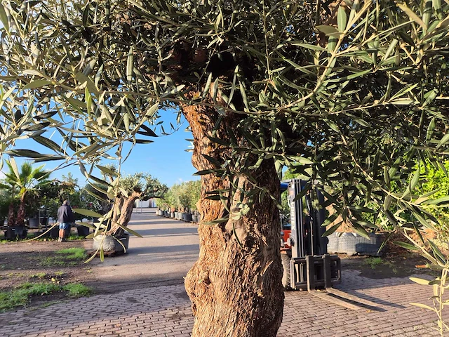 Olijfboom bonsai - olea europaea - 75 jaar oud - hoogte ca. 280 cm - afbeelding 6 van  7