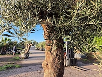 Olijfboom bonsai - olea europaea - 75 jaar oud - hoogte ca. 280 cm - afbeelding 6 van  7