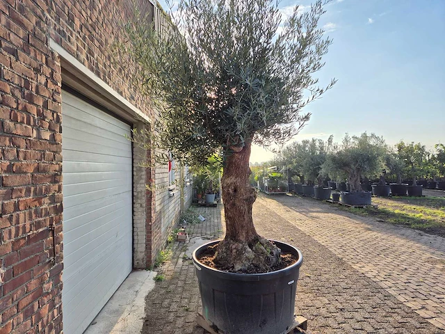 Olijfboom bonsai - olea europaea - 75 jaar oud - hoogte ca. 280 cm - afbeelding 7 van  7