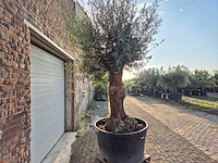 Olijfboom bonsai - olea europaea - 75 jaar oud - hoogte ca. 280 cm - afbeelding 7 van  7