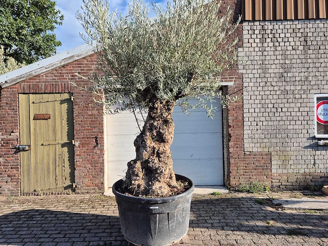 Olijfboom bonsai - olea europaea - 75 jaar oud - hoogte ca. 280 cm - afbeelding 1 van  6