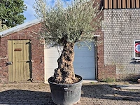 Olijfboom bonsai - olea europaea - 75 jaar oud - hoogte ca. 280 cm - afbeelding 1 van  6