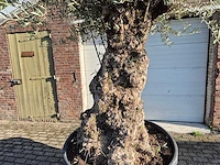 Olijfboom bonsai - olea europaea - 75 jaar oud - hoogte ca. 280 cm - afbeelding 2 van  6