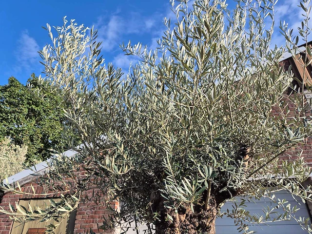 Olijfboom bonsai - olea europaea - 75 jaar oud - hoogte ca. 280 cm - afbeelding 3 van  6