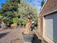 Olijfboom bonsai - olea europaea - 75 jaar oud - hoogte ca. 280 cm - afbeelding 4 van  6