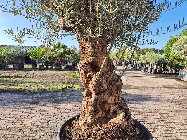 Olijfboom bonsai - olea europaea - 75 jaar oud - hoogte ca. 280 cm - afbeelding 5 van  6