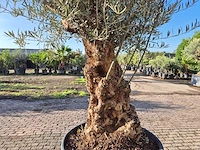 Olijfboom bonsai - olea europaea - 75 jaar oud - hoogte ca. 280 cm - afbeelding 5 van  6