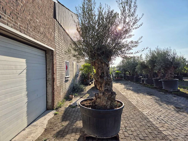 Olijfboom bonsai - olea europaea - 75 jaar oud - hoogte ca. 280 cm - afbeelding 6 van  6