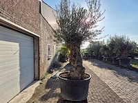 Olijfboom bonsai - olea europaea - 75 jaar oud - hoogte ca. 280 cm - afbeelding 6 van  6