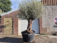 Olijfboom bonsai - olea europaea - 75 jaar oud - hoogte ca. 280 cm - afbeelding 1 van  7