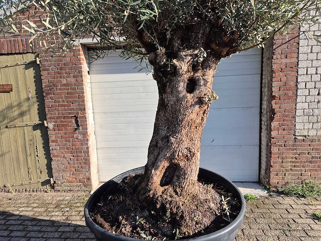Olijfboom bonsai - olea europaea - 75 jaar oud - hoogte ca. 280 cm - afbeelding 2 van  7