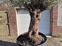 Olijfboom bonsai - olea europaea - 75 jaar oud - hoogte ca. 280 cm - afbeelding 2 van  7