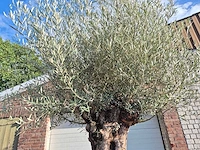 Olijfboom bonsai - olea europaea - 75 jaar oud - hoogte ca. 280 cm - afbeelding 3 van  7