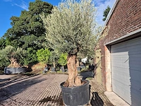 Olijfboom bonsai - olea europaea - 75 jaar oud - hoogte ca. 280 cm - afbeelding 4 van  7