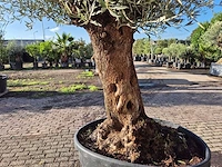 Olijfboom bonsai - olea europaea - 75 jaar oud - hoogte ca. 280 cm - afbeelding 5 van  7