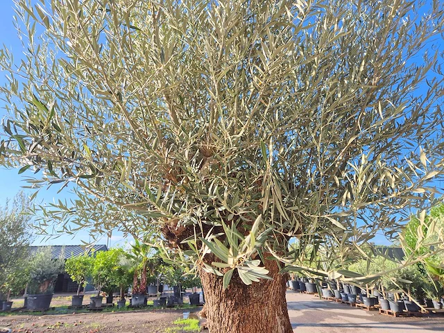 Olijfboom bonsai - olea europaea - 75 jaar oud - hoogte ca. 280 cm - afbeelding 6 van  7