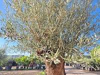 Olijfboom bonsai - olea europaea - 75 jaar oud - hoogte ca. 280 cm - afbeelding 6 van  7