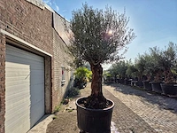 Olijfboom bonsai - olea europaea - 75 jaar oud - hoogte ca. 280 cm - afbeelding 7 van  7