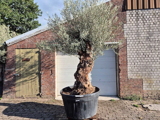 Olijfboom bonsai - olea europaea - 75 jaar oud - hoogte ca. 280 cm - afbeelding 1 van  7