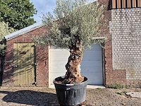 Olijfboom bonsai - olea europaea - 75 jaar oud - hoogte ca. 280 cm - afbeelding 1 van  7