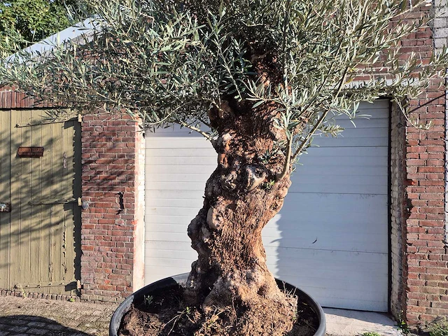 Olijfboom bonsai - olea europaea - 75 jaar oud - hoogte ca. 280 cm - afbeelding 2 van  7