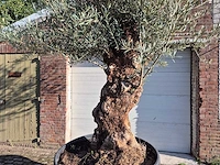 Olijfboom bonsai - olea europaea - 75 jaar oud - hoogte ca. 280 cm - afbeelding 2 van  7