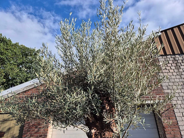 Olijfboom bonsai - olea europaea - 75 jaar oud - hoogte ca. 280 cm - afbeelding 3 van  7