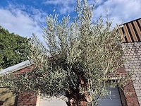 Olijfboom bonsai - olea europaea - 75 jaar oud - hoogte ca. 280 cm - afbeelding 3 van  7