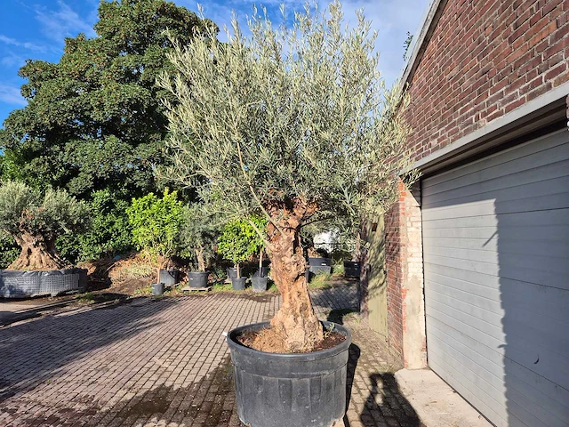 Olijfboom bonsai - olea europaea - 75 jaar oud - hoogte ca. 280 cm - afbeelding 4 van  7