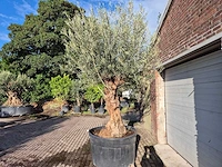 Olijfboom bonsai - olea europaea - 75 jaar oud - hoogte ca. 280 cm - afbeelding 4 van  7