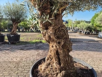 Olijfboom bonsai - olea europaea - 75 jaar oud - hoogte ca. 280 cm - afbeelding 5 van  7