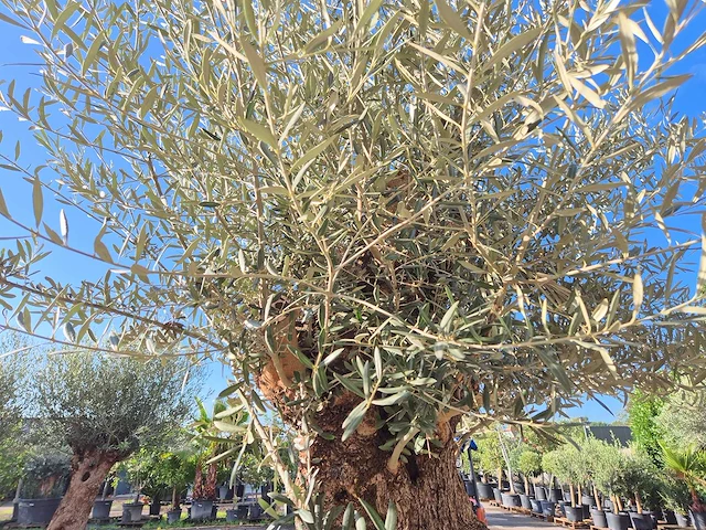 Olijfboom bonsai - olea europaea - 75 jaar oud - hoogte ca. 280 cm - afbeelding 6 van  7