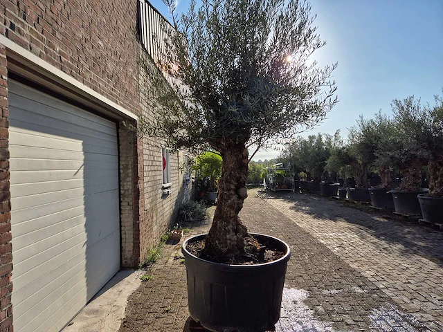 Olijfboom bonsai - olea europaea - 75 jaar oud - hoogte ca. 280 cm - afbeelding 7 van  7