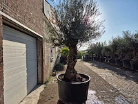 Olijfboom bonsai - olea europaea - 75 jaar oud - hoogte ca. 280 cm - afbeelding 7 van  7