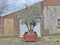 Olijfboom bonsai multitrunk in hardhouten bloembak 120x120 - olea euopaea - hoogte ca. 350 cm