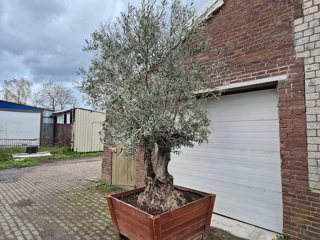 Olijfboom bonsai multitrunk in hardhouten bloembak 120x120 - olea euopaea - hoogte ca. 350 cm - afbeelding 2 van  5
