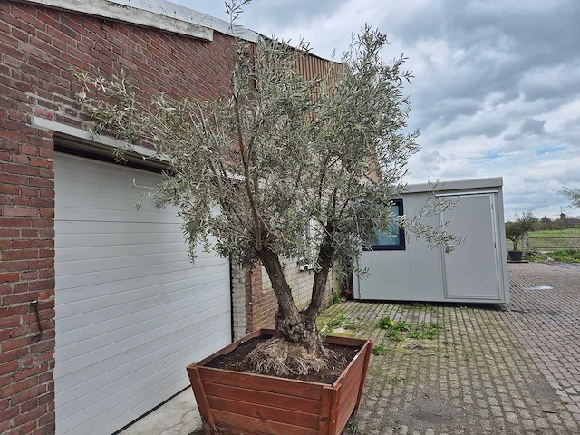 Olijfboom bonsai multitrunk in hardhouten bloembak 120x120 - olea euopaea - hoogte ca. 350 cm - afbeelding 3 van  5