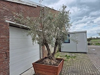 Olijfboom bonsai multitrunk in hardhouten bloembak 120x120 - olea euopaea - hoogte ca. 350 cm - afbeelding 3 van  5