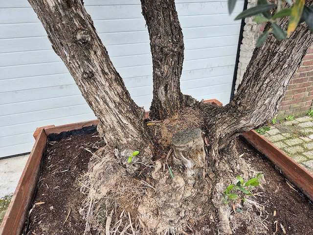 Olijfboom bonsai multitrunk in hardhouten bloembak 120x120 - olea euopaea - hoogte ca. 350 cm - afbeelding 4 van  5