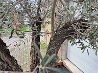 Olijfboom bonsai multitrunk in hardhouten bloembak 120x120 - olea euopaea - hoogte ca. 350 cm - afbeelding 5 van  5