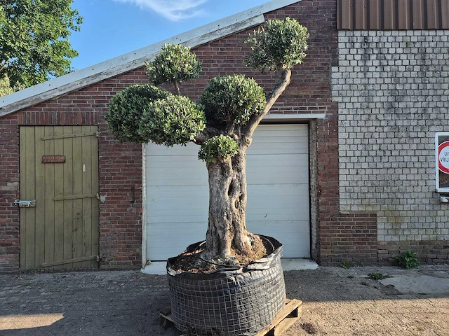 Olijfboom bonsai ramificado bollen - olea europaea - 200 jaar oud - hoogte ca. 280 cm - afbeelding 1 van  6