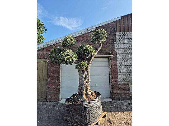 Olijfboom bonsai ramificado bollen - olea europaea - 200 jaar oud - hoogte ca. 280 cm - afbeelding 2 van  6