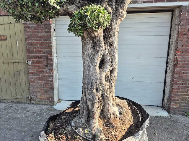 Olijfboom bonsai ramificado bollen - olea europaea - 200 jaar oud - hoogte ca. 280 cm - afbeelding 3 van  6