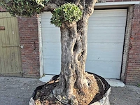 Olijfboom bonsai ramificado bollen - olea europaea - 200 jaar oud - hoogte ca. 280 cm - afbeelding 3 van  6