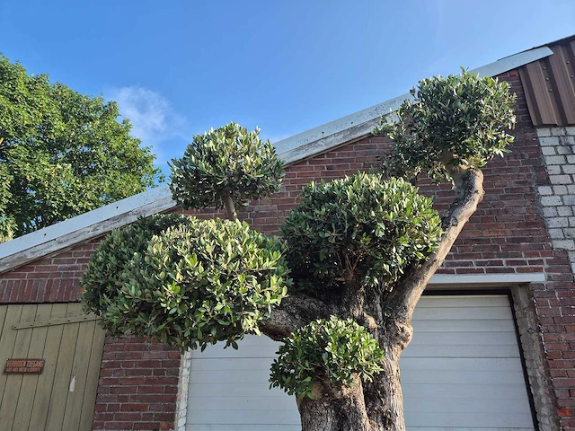 Olijfboom bonsai ramificado bollen - olea europaea - 200 jaar oud - hoogte ca. 280 cm - afbeelding 4 van  6