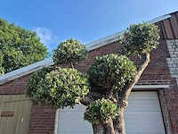 Olijfboom bonsai ramificado bollen - olea europaea - 200 jaar oud - hoogte ca. 280 cm - afbeelding 4 van  6