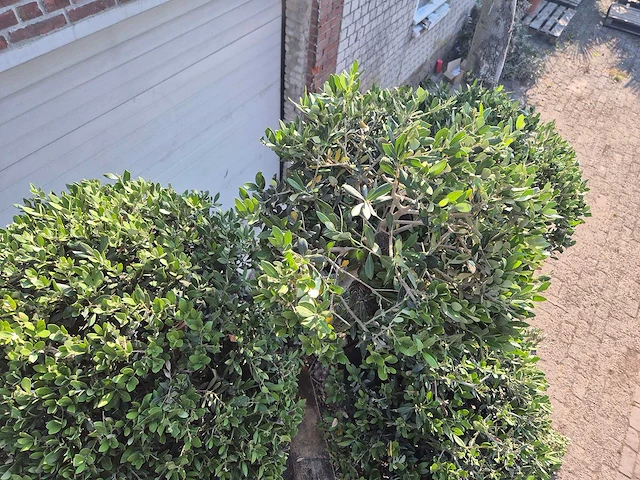 Olijfboom bonsai ramificado bollen - olea europaea - 200 jaar oud - hoogte ca. 280 cm - afbeelding 5 van  6