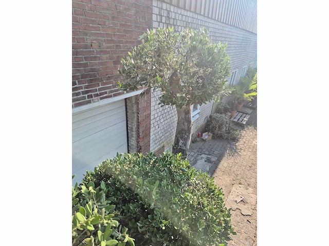 Olijfboom bonsai ramificado bollen - olea europaea - 200 jaar oud - hoogte ca. 280 cm - afbeelding 6 van  6