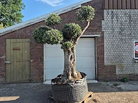 Olijfboom bonsai ramificado bollen - olea europaea - 200 jaar oud - hoogte ca. 280 cm - afbeelding 1 van  6