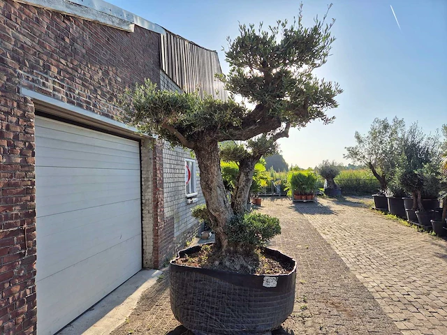 Olijfboom bonsai ramificado bollen - olea europaea - 200 jaar oud - hoogte ca. 280 cm - afbeelding 2 van  10